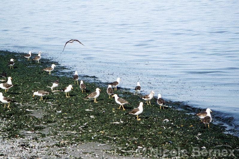 Aves en Paracas