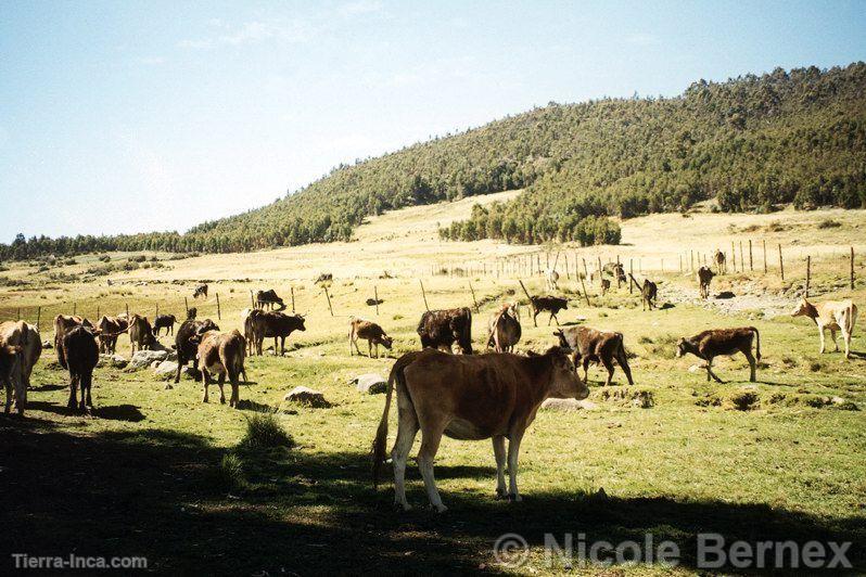 Canrey, cuenca del ro Negro, Recuay