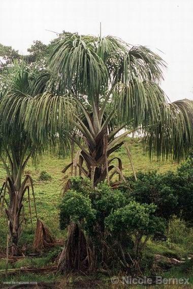 Árbol Pihuayo, cerca de Iquitos