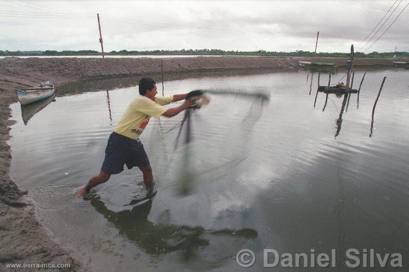 Pescador lanzando redes, Tumbes