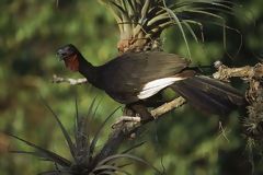 Pava aliblanca, ave oriunda del bosque seco de Lambayeque