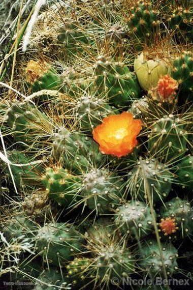 Cactus camino a Canta