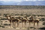 Manada de vicuñas