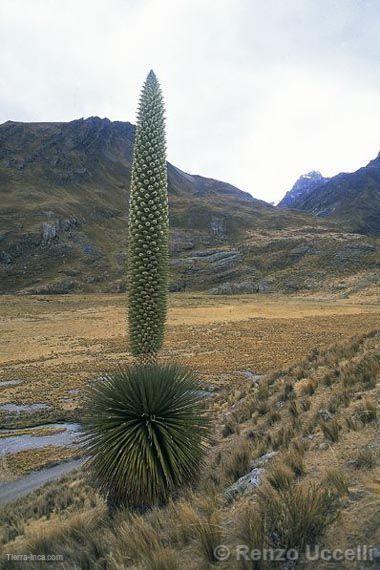 Puna. La puya Raimondi