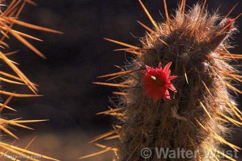 Flores en cactus