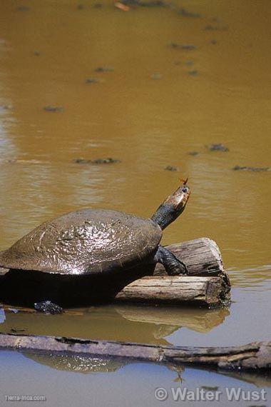 Tortuga charapa