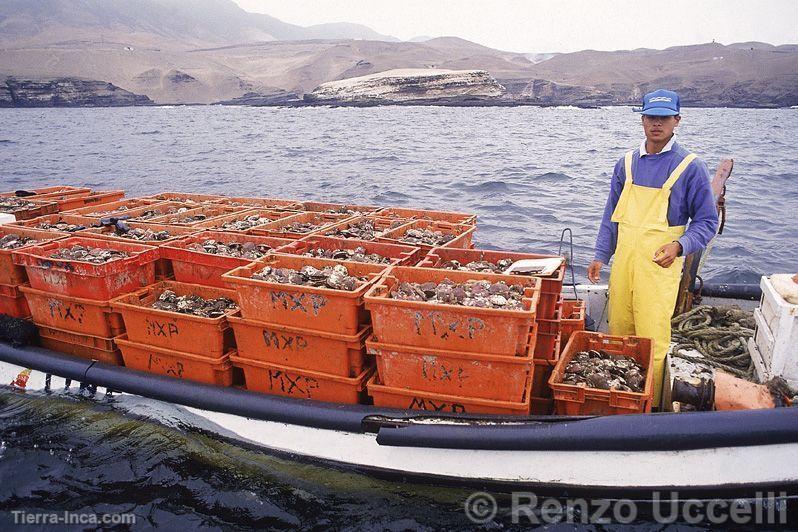 Pesca, Callao