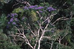 Jacaranda (Jacaranda copaiba)