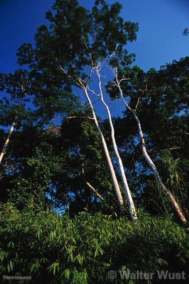 Acacia (Mimosa sp.)