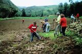 Campesinos arando la tierra