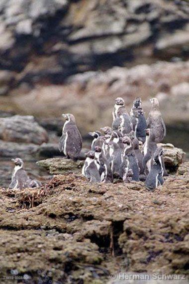 Pingino de Humboldt, Paracas