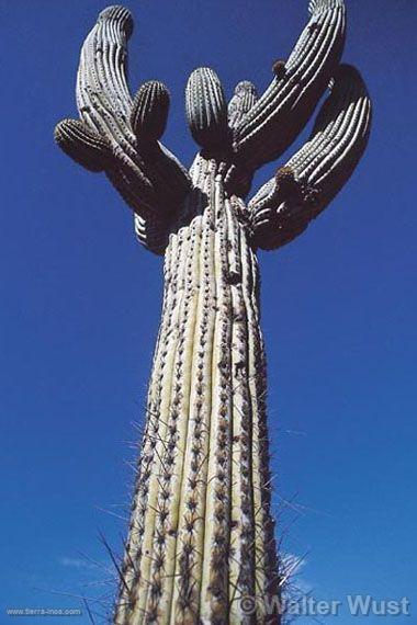 Cactus candelabro