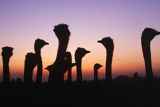 Criadero de avestruces en La Joya