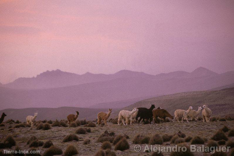 Reserva Nacional de Salinas y Aguada Blanca