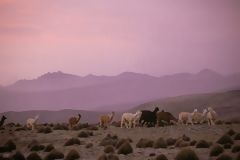 Reserva Nacional de Salinas y Aguada Blanca