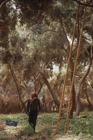 Olivos, Moquegua