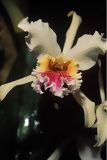 Orquídea Catleya rex