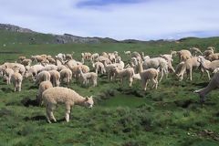 Ganadera, Huanuco