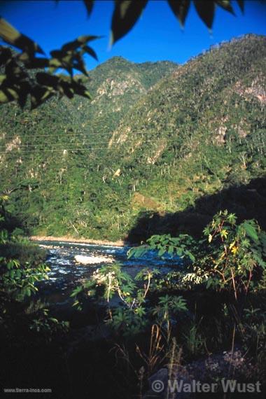 Bosque tropical, Puerto Inca