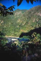 Bosque tropical, Puerto Inca