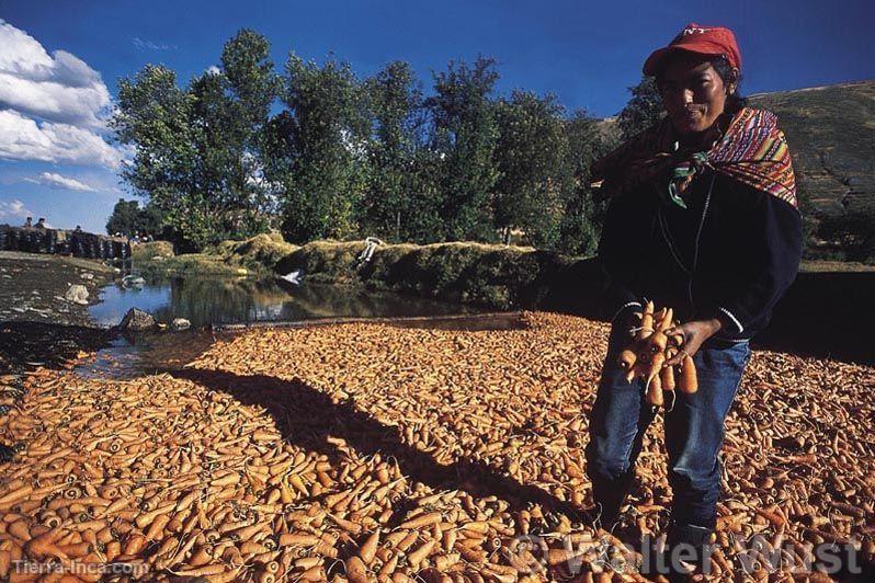 Cosecha de zanahorias en el valle del Mantaro