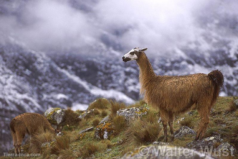 Llamas al pie del Huagurundur