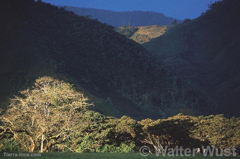 Parque Nacional Yanachaga-Chemilln