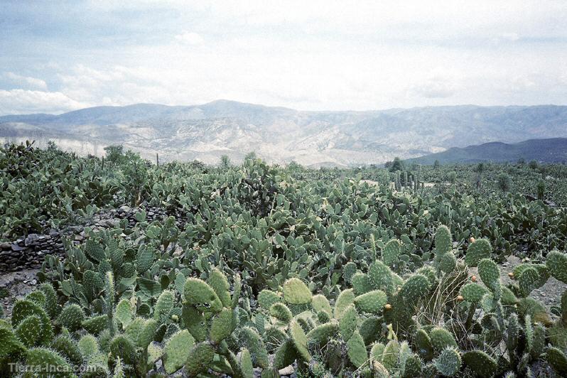 Sembro de tunas, Ayacucho