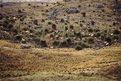 Bosque de puyas Raimondi