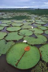 Ejemplares de Victoria Regia