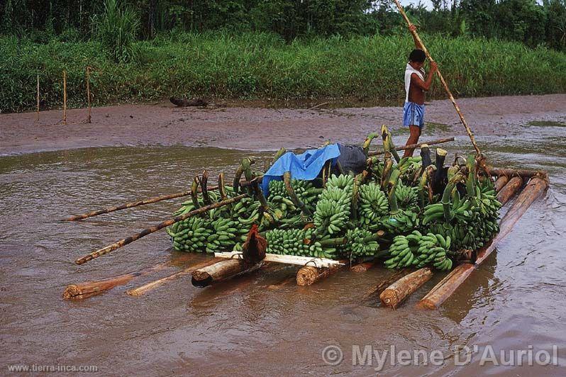 Transporte de plátanos