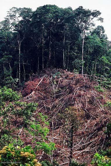 Deforestación