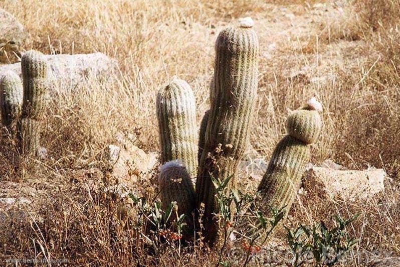 Cactus. Cordillera Blanca