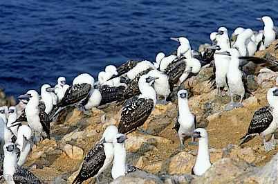 Aves guaneras, Paracas