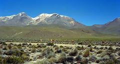 Vicuas en la pampa, Colca