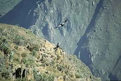 Mirador de Cóndores, Colca