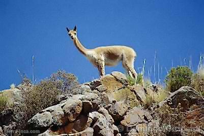 Vicuña