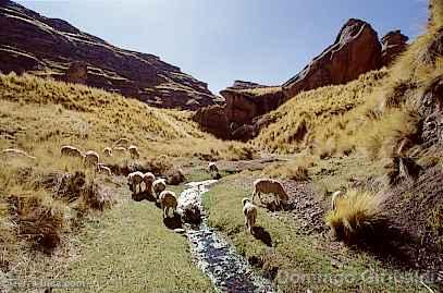 Ovejas pastando en el Cañón del Tinajani