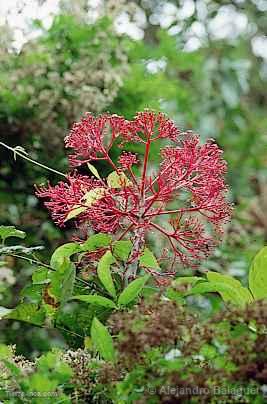 Flora, Cerros de Amotape