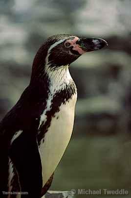 Pingino de Humboldt, Paracas