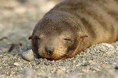 Lobo marino, Paracas