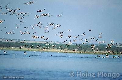 Flamencos sobrevolando la laguna La Nia