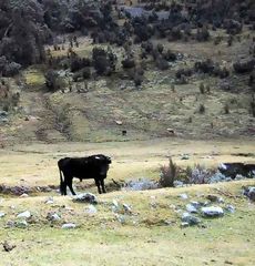 Cordillera Blanca