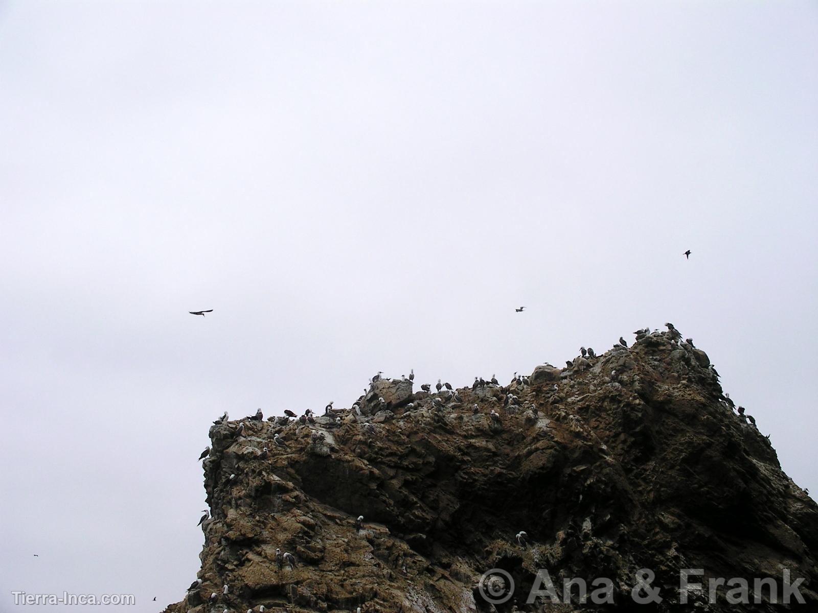 Paracas