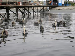 Paracas