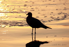 Gaviota, Santa Maria Del Mar, Lima