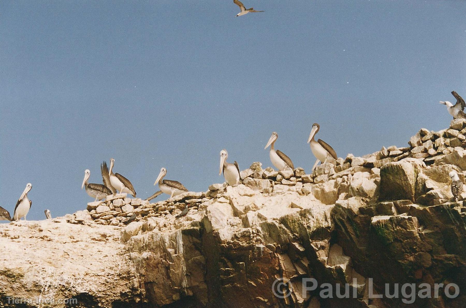 Islas Ballestas, Paracas