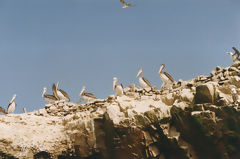 Islas Ballestas, Paracas