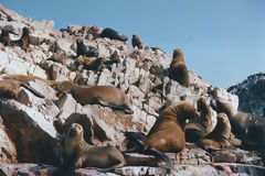 Islas Ballestas, Paracas