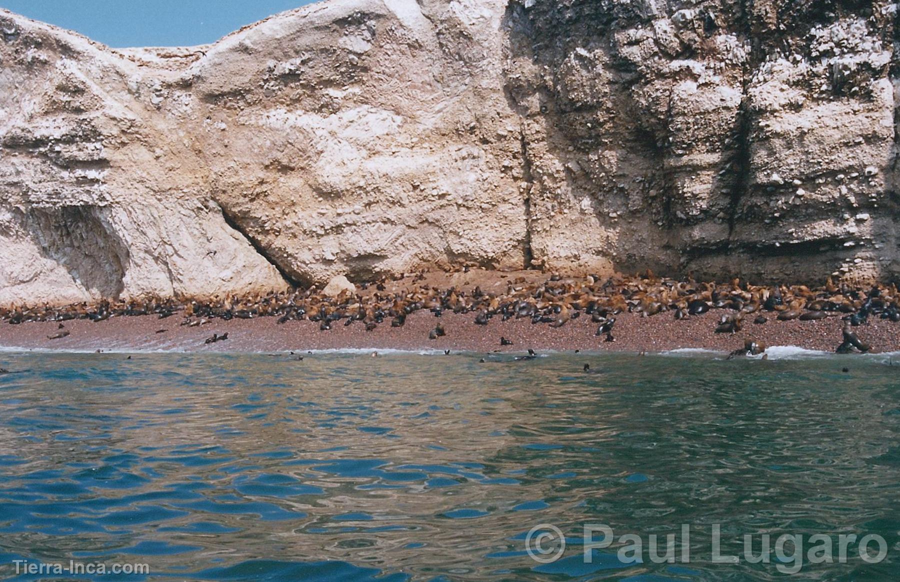 Islas Ballestas, Paracas